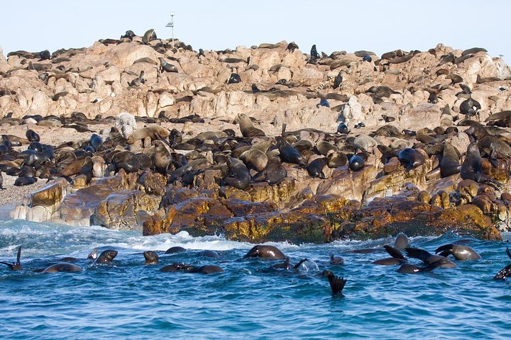 Gansbaai_Fur Seals on Dyer Island