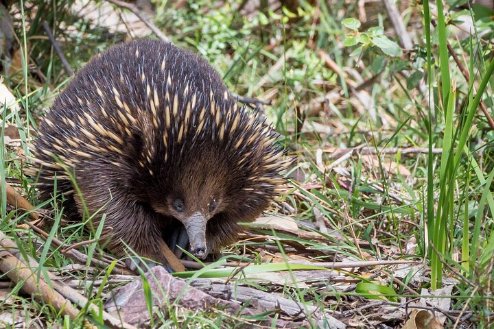 Great Ocean Road Echidna