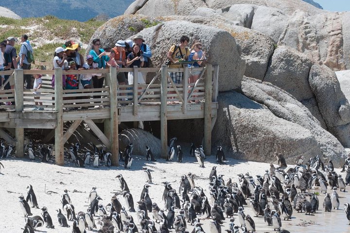 Boulders Beach penguin viewing