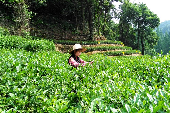 Hangzhou Meijiawu tea plantation
