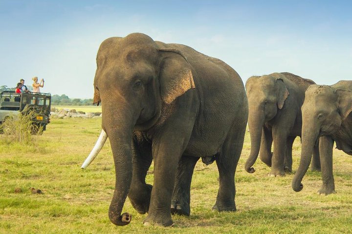 Live Elephants