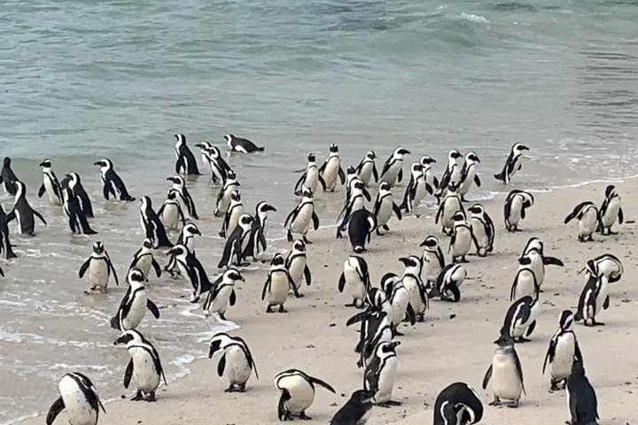African penguin/boulders beach