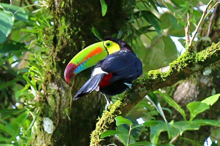 Guided Birding Tour at Hanging Bridges.