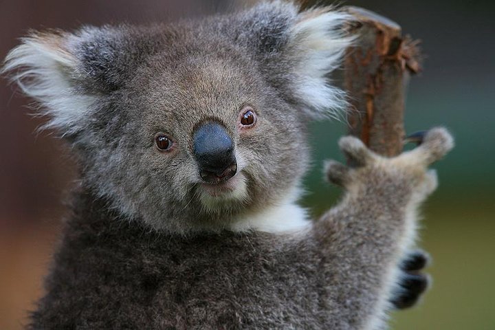 Healesville Sanctuary Koala