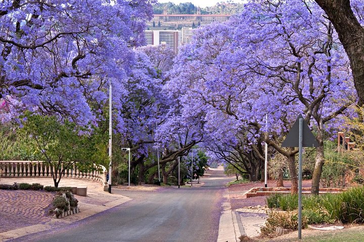 Pretoria_Jacaranda Trees