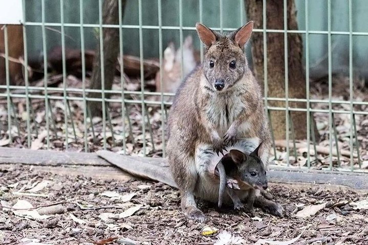 Blue Mountains private tours from Sydney Australia