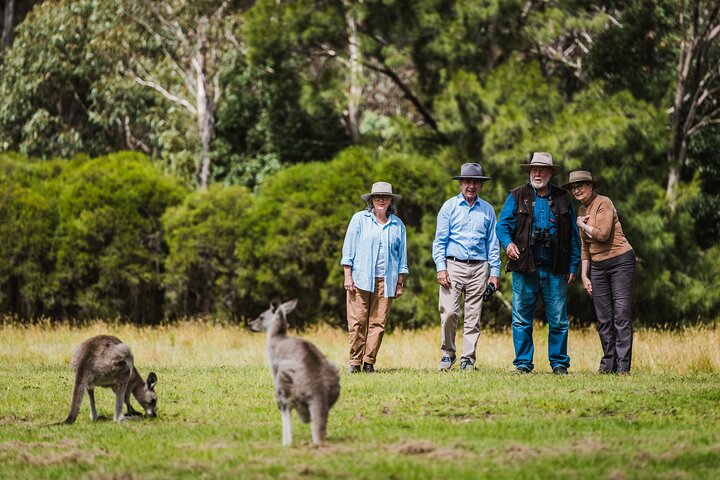 Kangaroos