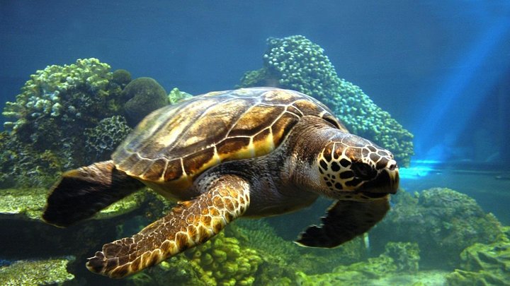 scuba diving in rio de janeiro