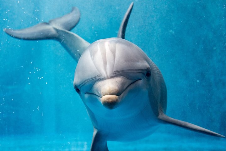 Dolphin 