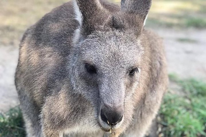 wild kangaroo 