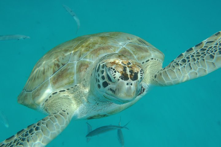 Swim with the turtles