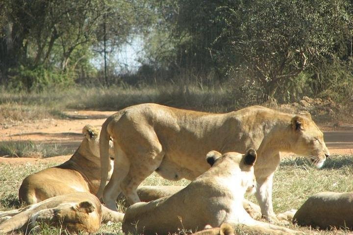 Lions at the Park