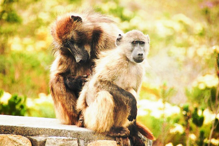 Baboons seen at cape of Good Hope