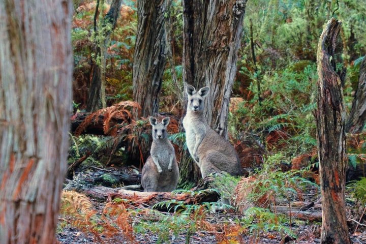 Exclusive animal encounters