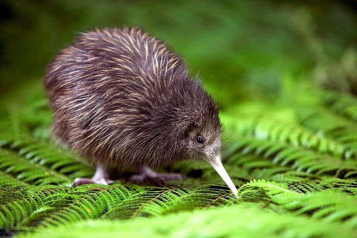 New Zealand Kiwi