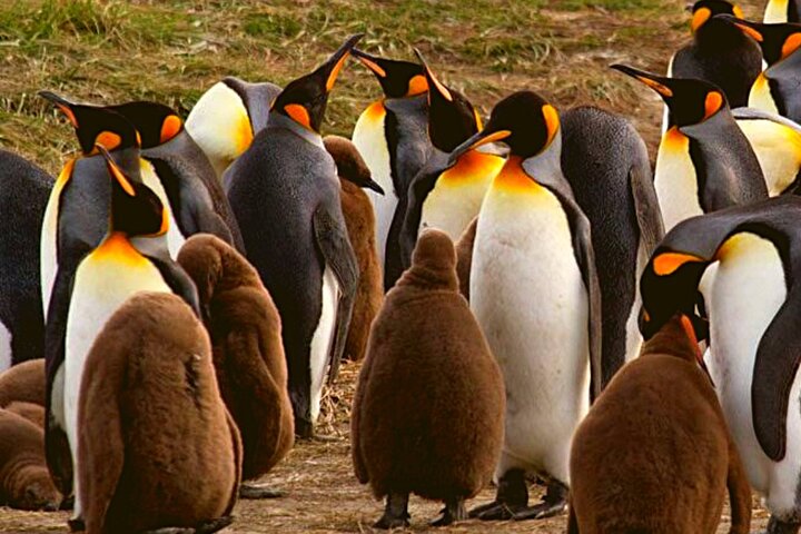 King Penguin Park