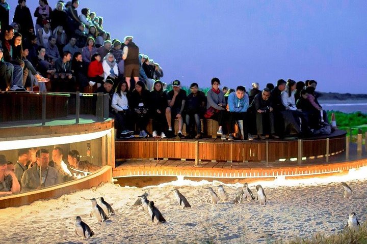 Phillip Island Penguin Parade Viewing Point (This photo depicts the Penguins Plus and the underground bunker upgrade option. If you wish to book this option, please contact us in advance).