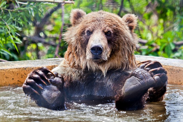 Knute the Grizzly Bear 