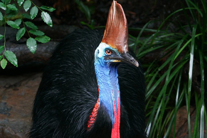 Southern Cassowary