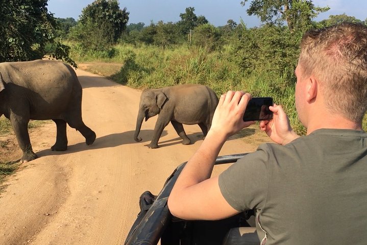 Elephants