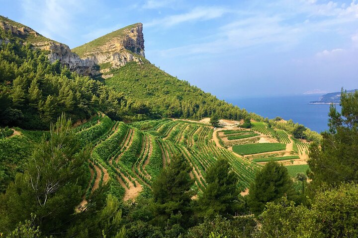 View of Cassis vineyards